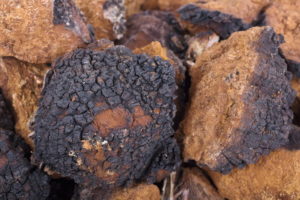 Chaga Pilz Brocken auf einem Haufen