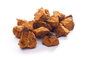 Chaga Pilz Wirkung